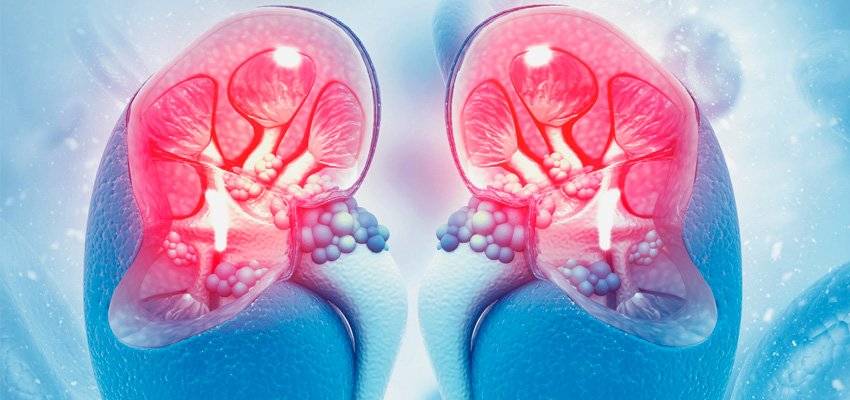 Proteína e problema renal: Mitos e Verdades